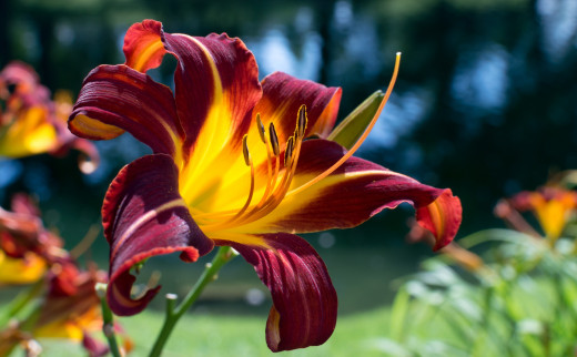 768315 (a): :2046x1265